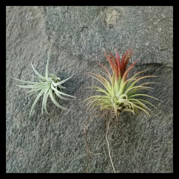 Promo Paket Tillandsia 3