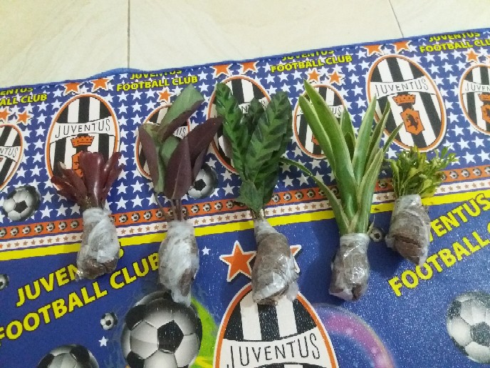 Tanaman Hias Aechmea Gamosepala/bromelia Jagung/bromelia Putih Varigata