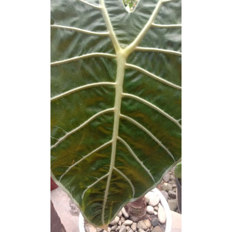 alocasia watsoniana