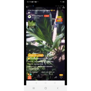 anturium jemani cobra