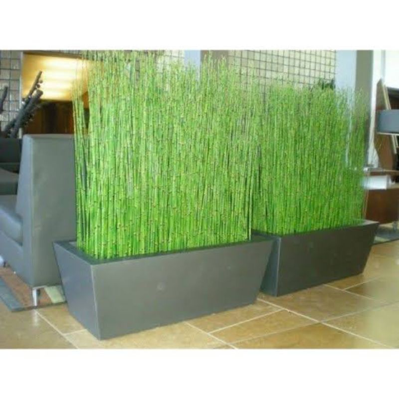 BIBIT TANAMAN HIAS INDOOR BUNGA HIAS BAMBU AIR