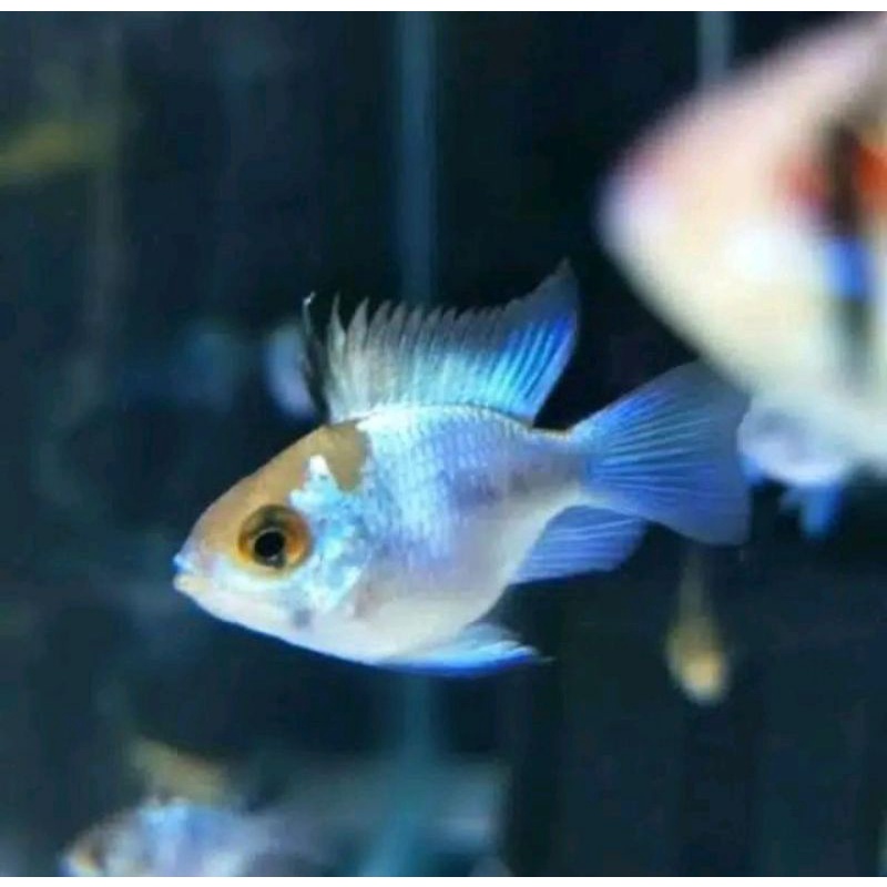 ikan hias aquascape blue elektrik