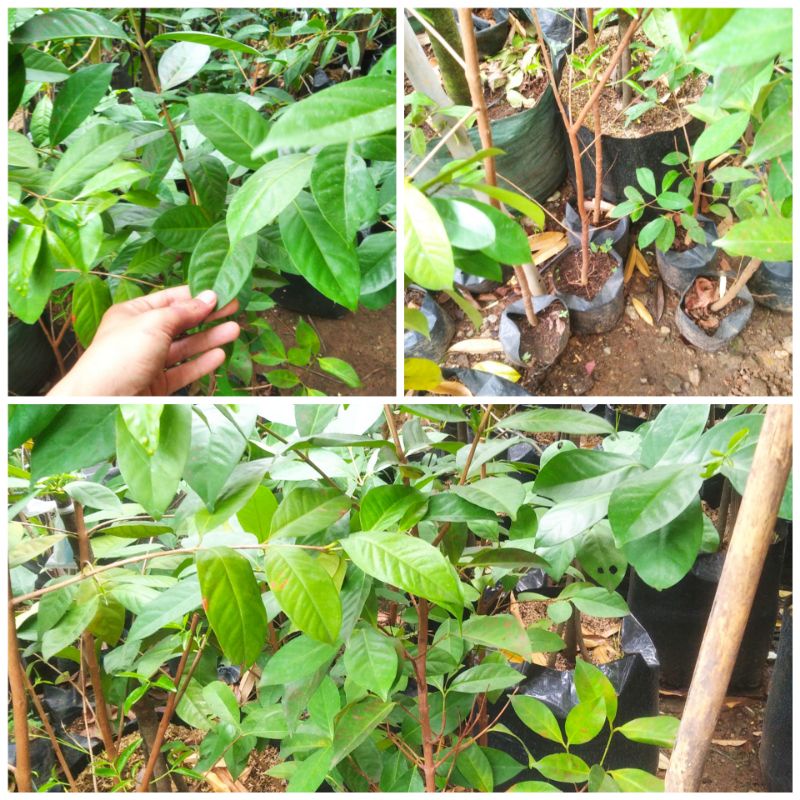 Pohon salam tinggi 1,5meter