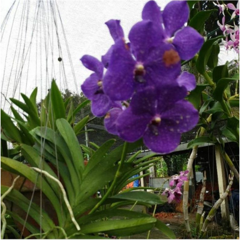 Anggrek Vanda ungu dewasa ( ungu tua )