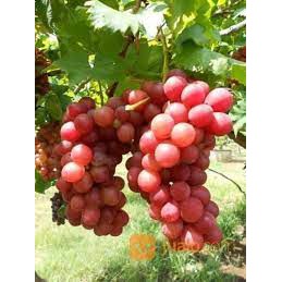 Bibit Tanaman Buah Anggur Merah Stek Siap Tanam
