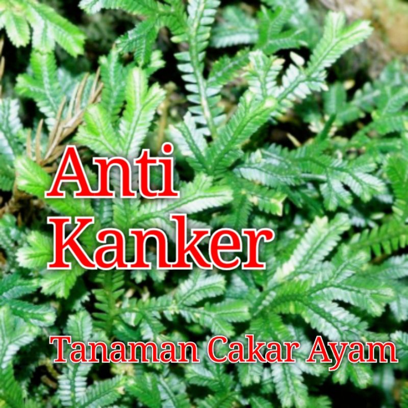 Tanaman Cakar Ayam Herbal Selaginella doederleinii hieron rumput solo, cemara kipas gunung, cakar ay