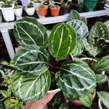 TANAMAN HIAS CALATHEA GREEN LIPSTIK