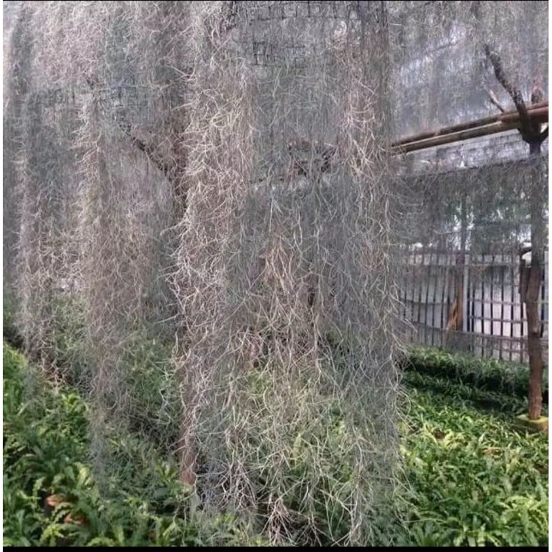 tanaman gantung jenggot Musa, tanaman gantung jenggot