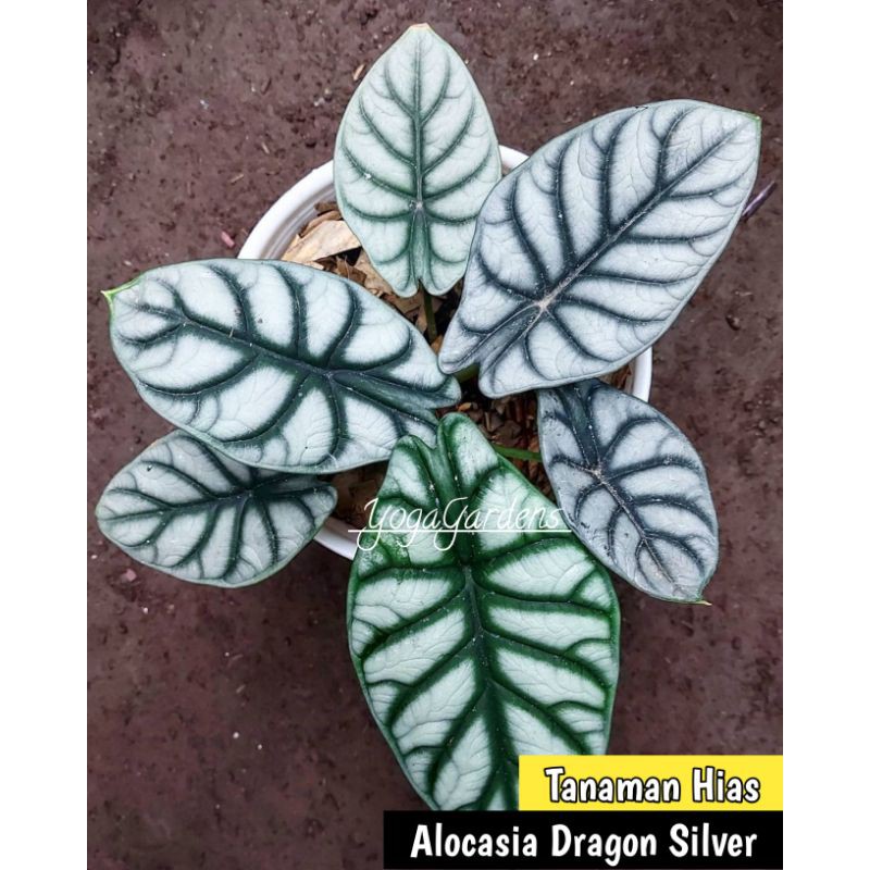alocasia dragon silver - Tanaman hias alocasia dragon silver