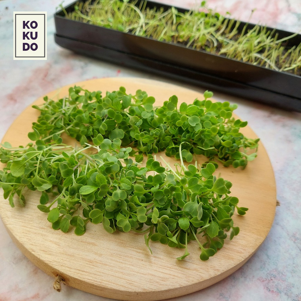 Microgreens Growing Kit / Paket Menanam Sayur
