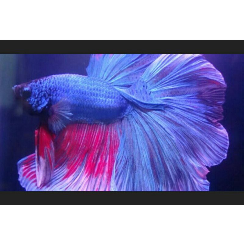 ikan cupang hias halfmoon indukan siap breeding