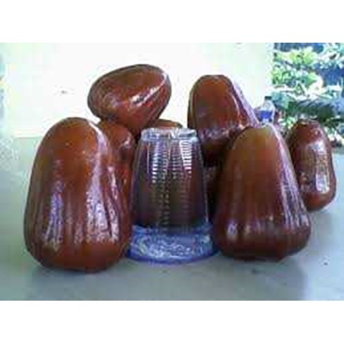 Bibit jambu air kesuma merah okulasi