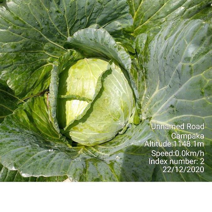 (TERLARI⚡) Benih Kubis Takada #Beli 5 gratis 1 #gratis stiker produck terbaik