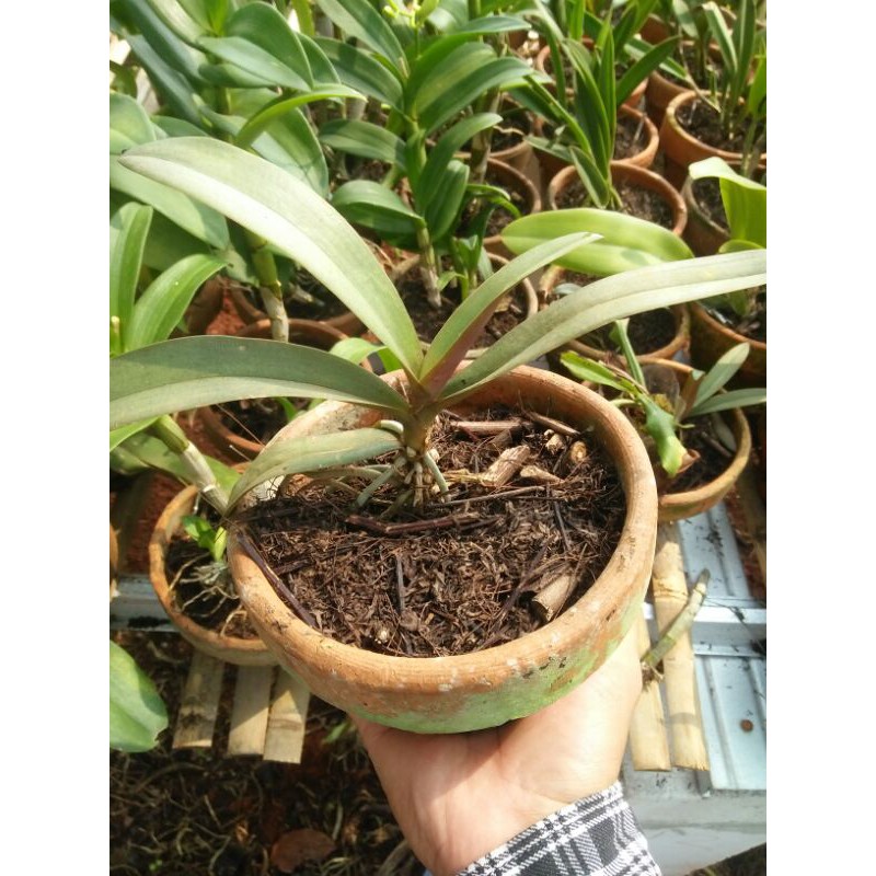 anggrek Doritis mini