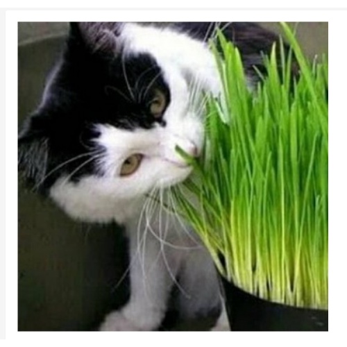 PAKET LENGKAP RUMPUT KUCING (MEDIA+POT+BENIH)/CAT GRASS