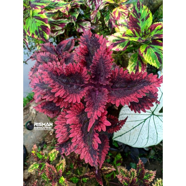 Miana Coleus