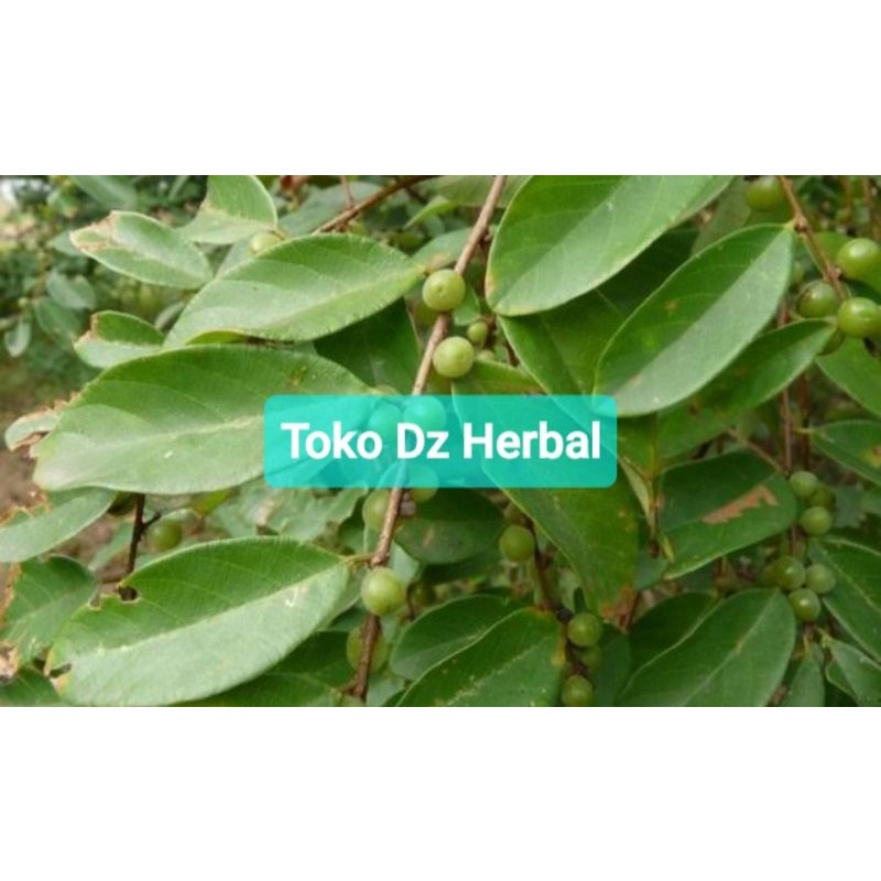 

Daun kanyere segar daun Kandri 300 gram petik langsung-az