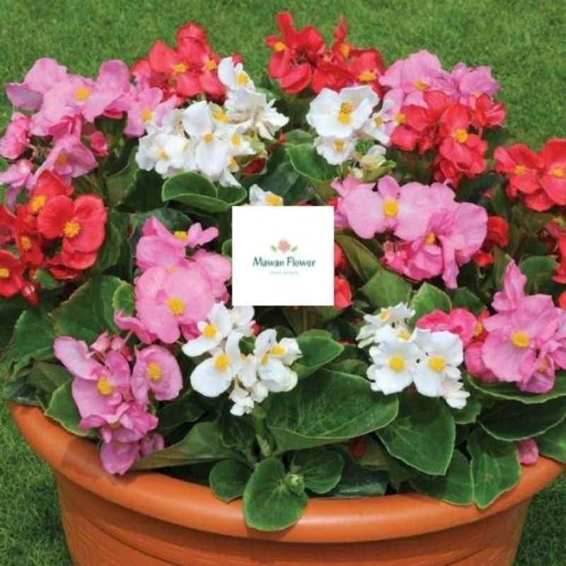 Tanaman hias begonia bali / begonia semperflorens / begonia mawar bali