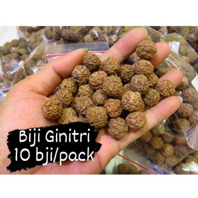 Biji Ginitri