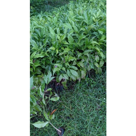 1paket bibit bunga tabebuya promo dapat 5 pohon 5warna-3