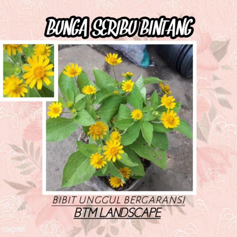 

BUNGA SERIBU BINTANG
