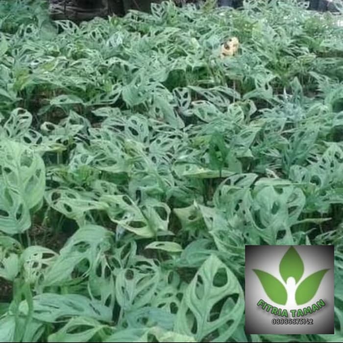Tanaman Hias Pohon Janda Bolong / Monstera - Daun Janda Bolong