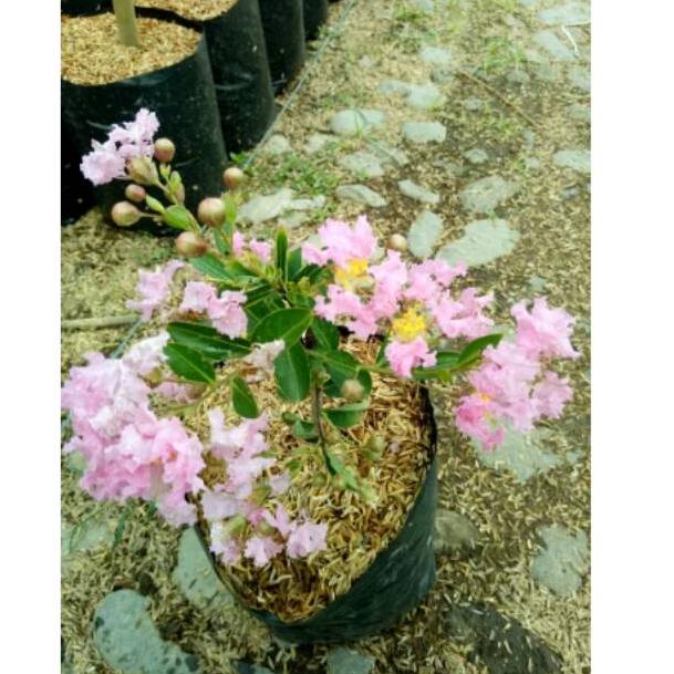 

⇐ Bunga Sakura ⇔