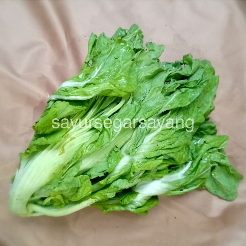 

Sawi Pahit 500gr