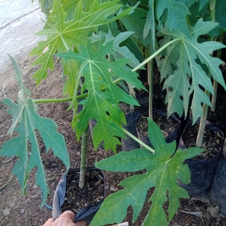 Bibit Pepaya Kalifornia