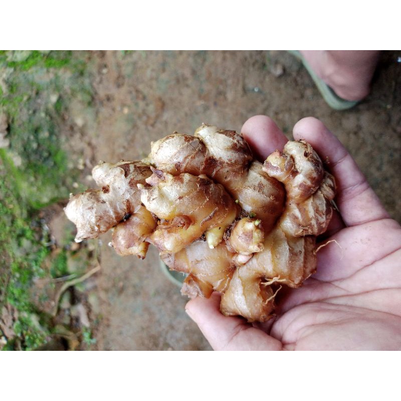 

Jahe Gajah Bersih 1kg