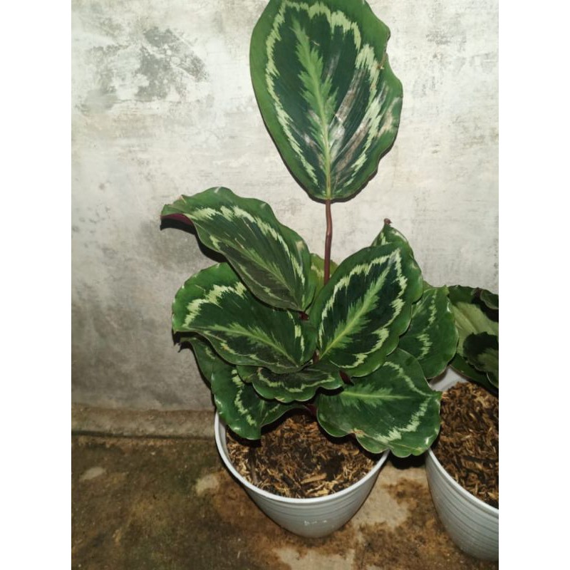 calathea medalion import