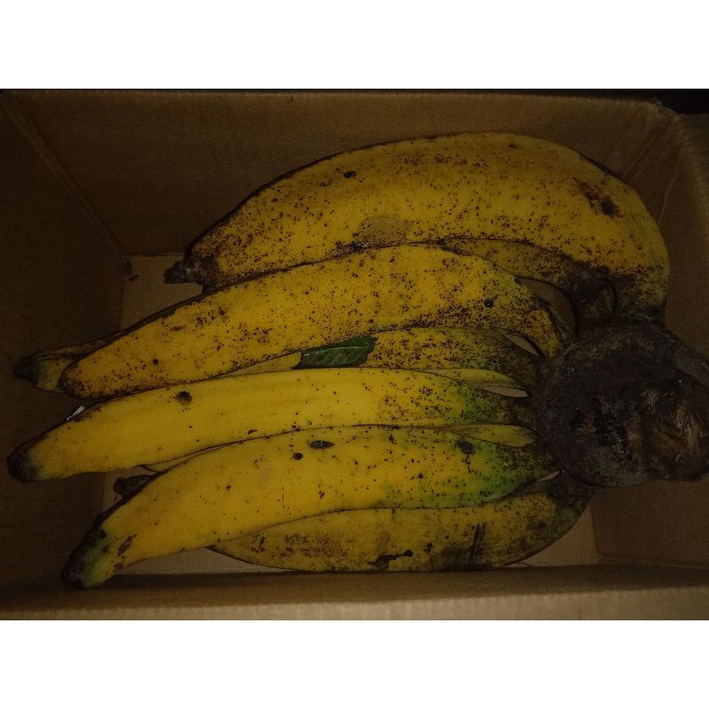 

pisang tanduk
