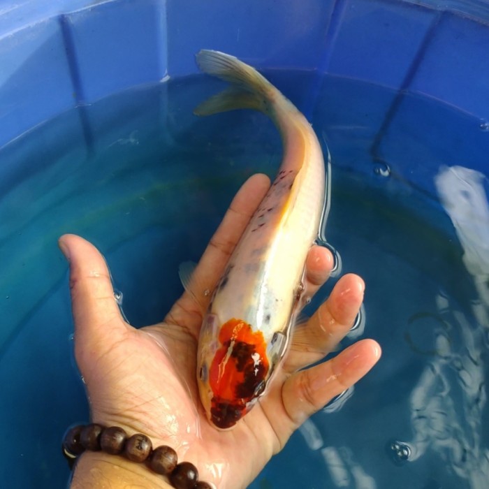 Harga Ikan Koi Terbaik Hobby Lainnya Hobi Koleksi Mei 2021 Shopee Indonesia