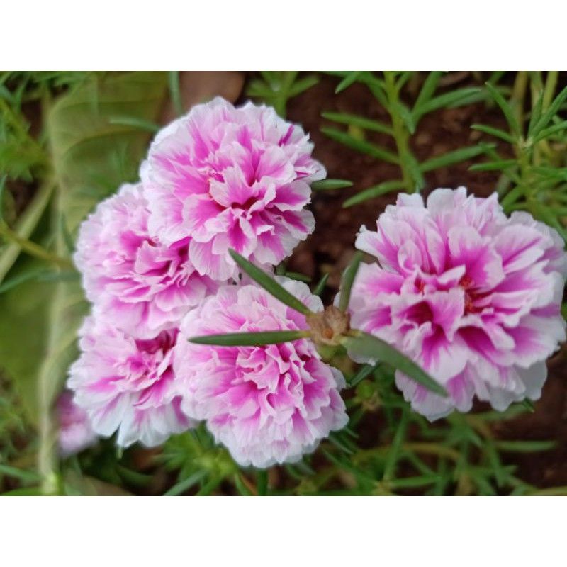 bibit bunga krokot (STEK) random  (minimal order 5 batang)-4