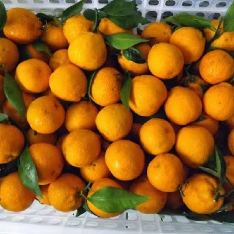 

jeruk shantang termurah