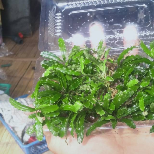 Buce velpet mini medium tanaman aquascape