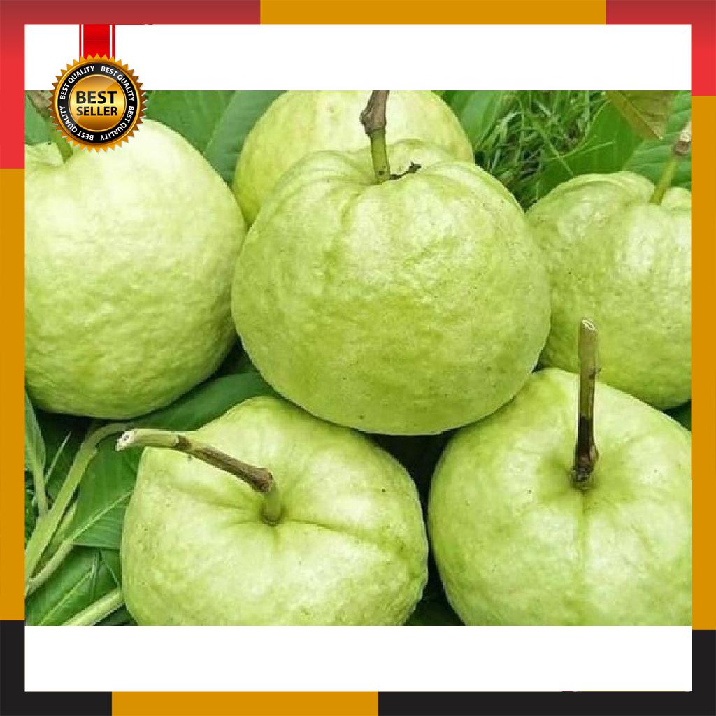 

JAMBU KRISTAL 1KG TERMURAH FRESH PETIK KEBUN HIGH QUALITY