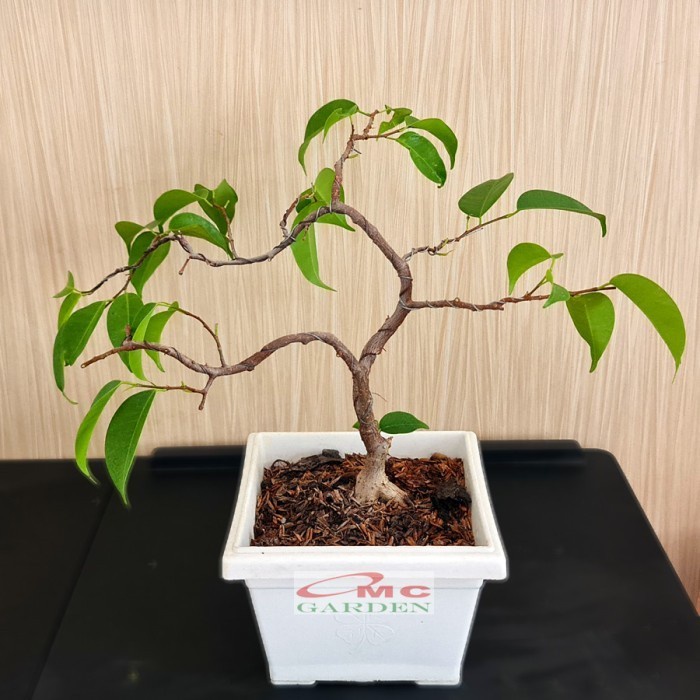 Beringin Lokal Local Iprik Kimeng Bibit Berakar Bonsai Ficus BR-3040