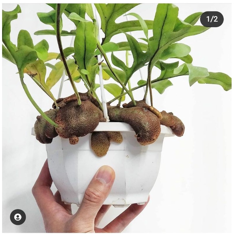 TANAMAN LECANOPTERIS BORNEO TERBAIK