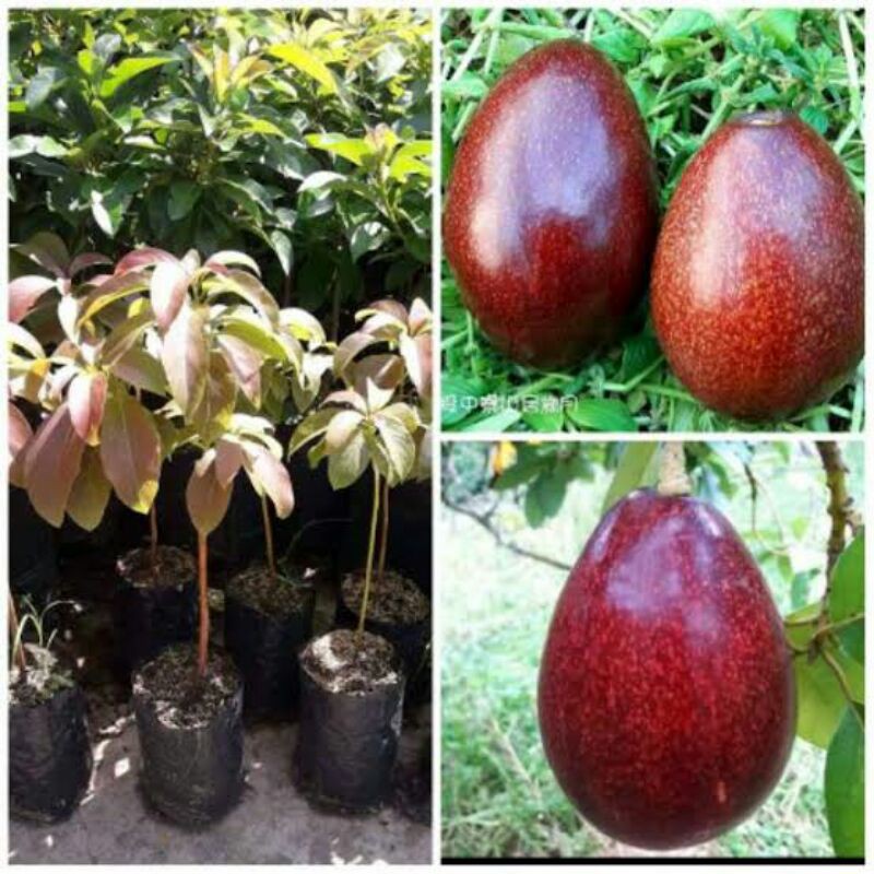 

BIBIT ALPUKAT RED VIETNAM