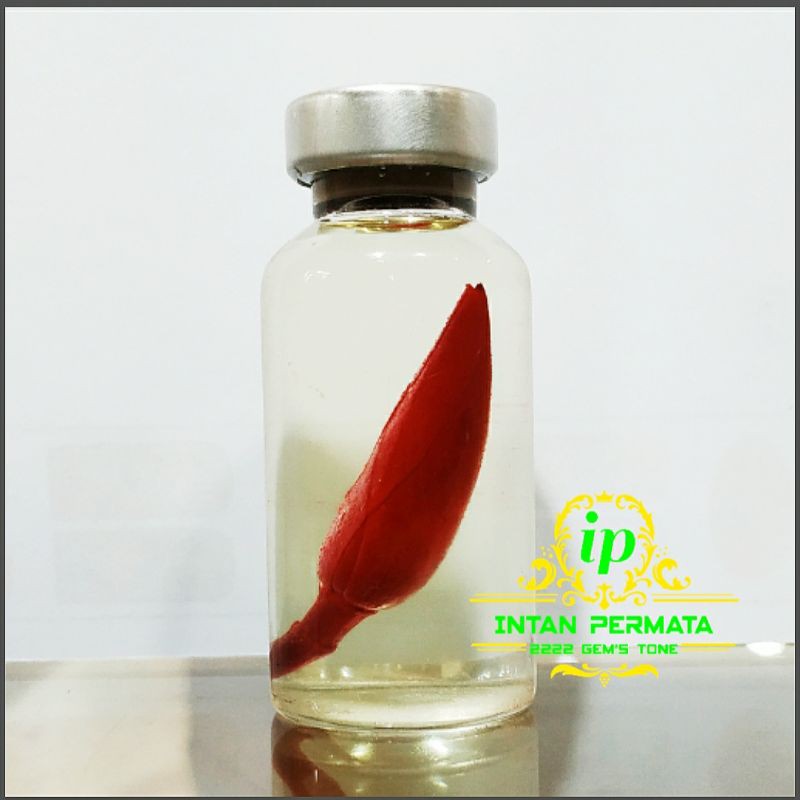 kembang kantil merah asli original berkualitas super