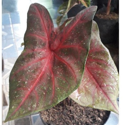 KELADI MIRZANI MENOR / KELADI MERAH /TANAMAN KELADI MERAH / BUNGA KELADI MERAH MARON /TANAMAN KELADI