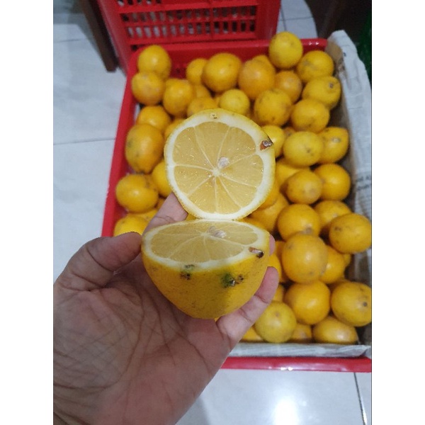 

LEMON CALIFORNIA utk peras uk 5-7bh/kg