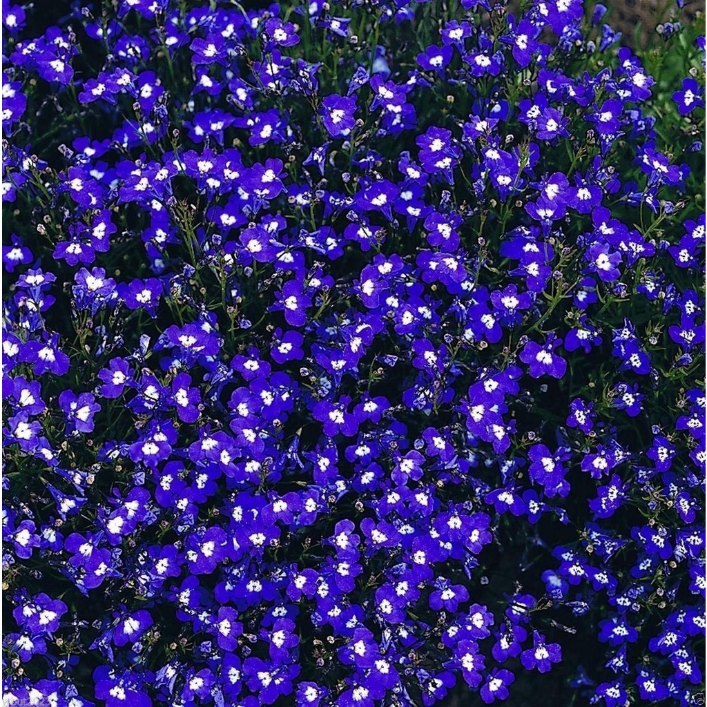 Benih Bibit Biji - Bunga Lobellia Mrs. Clibran Flower Seeds - IMPORT
