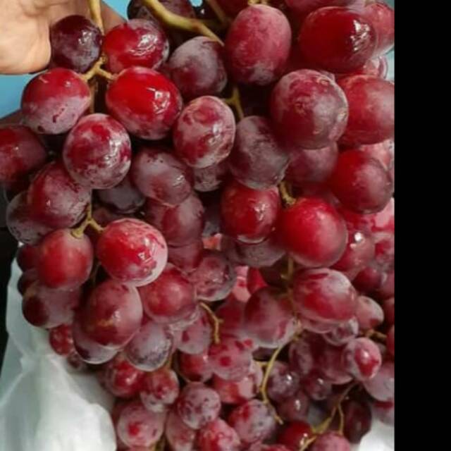 

Anggur merah fress 250gr / 500gr