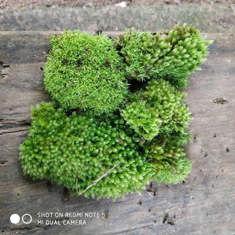Lumut Pinus Hidup Murah