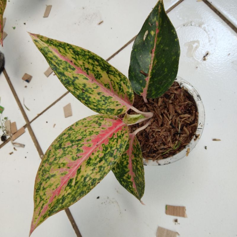 anakan aglonema srikandi