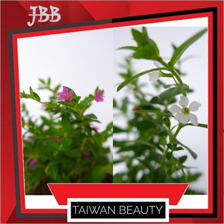 Tanaman Hias Bunga Taiwan Beauty - Bunga Taiwan Beauty