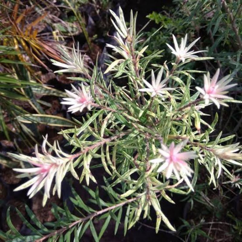 bibit bunga sikat botol varigata