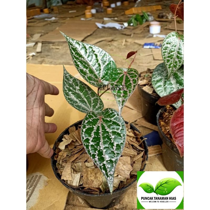 Bibit tanaman sirih merah - Pohon sirih merah - Sirih merah